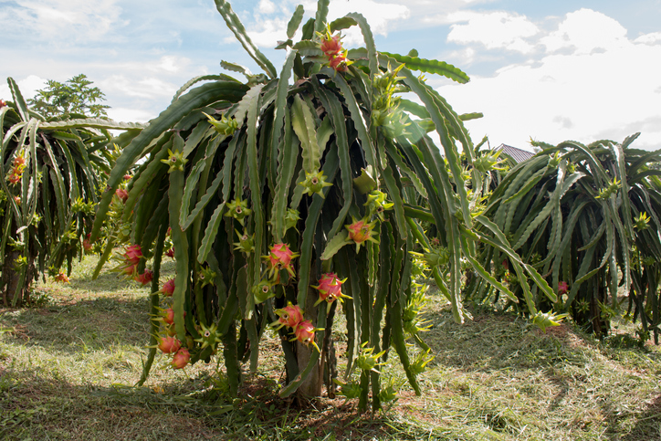 pitahajos kaktuso vaisius